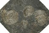 Fossil Ammonite (Dactylioceras) Cluster - Posidonia Shale, Germany #358367-1